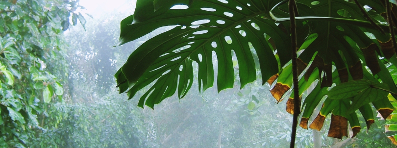 Quartier Jardin des plantes